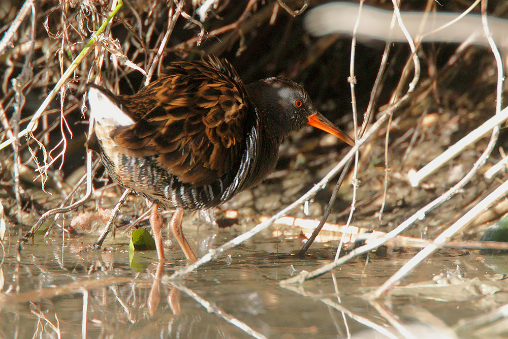 Porciglione, sequenza di predazione